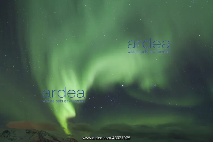 : Northern Lights - Aurora Borealis over the Lofoten - Norway : Northern Lights - Aurora Borealis over the Lofoten - Norway