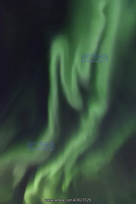 : Northern Lights - Aurora Borealis over the Lofoten - Norway : Northern Lights - Aurora Borealis over the Lofoten - Norway
