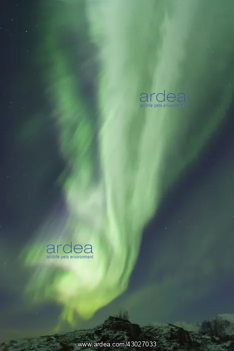 : Northern Lights - Aurora Borealis over the Lofoten - Norway : Northern Lights - Aurora Borealis over the Lofoten - Norway