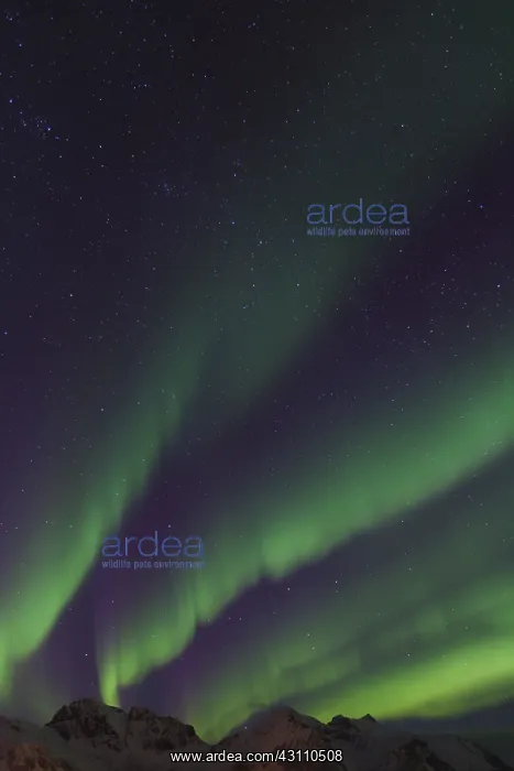  : Northern Lights - Aurora Borealis over the Lofoten - Norway