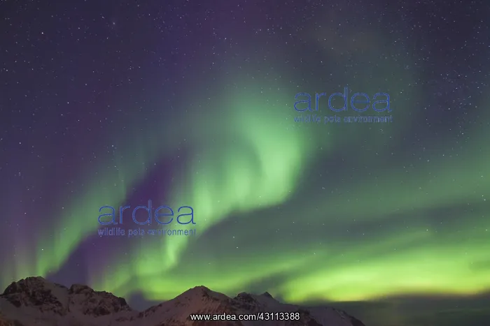 : Northern Lights - Aurora Borealis over the Lofoten - Norway : Northern Lights - Aurora Borealis over the Lofoten - Norway