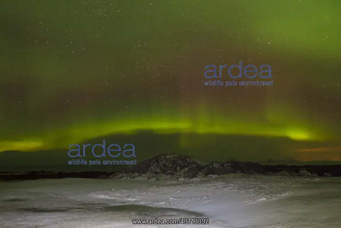 : Northern Lights - Aurora Borealis over the Lofoten - Norway : Northern Lights - Aurora Borealis over the Lofoten - Norway