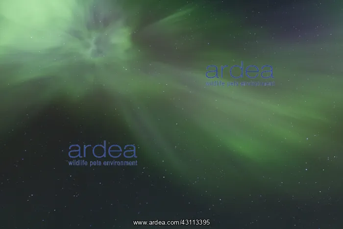 : Northern Lights - Aurora Borealis over the Lofoten - Norway : Northern Lights - Aurora Borealis over the Lofoten - Norway