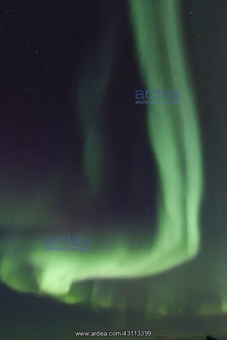 : Northern Lights - Aurora Borealis over the Lofoten - Norway : Northern Lights - Aurora Borealis over the Lofoten - Norway