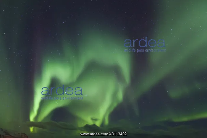 : Northern Lights - Aurora Borealis over the Lofoten - Norway : Northern Lights - Aurora Borealis over the Lofoten - Norway