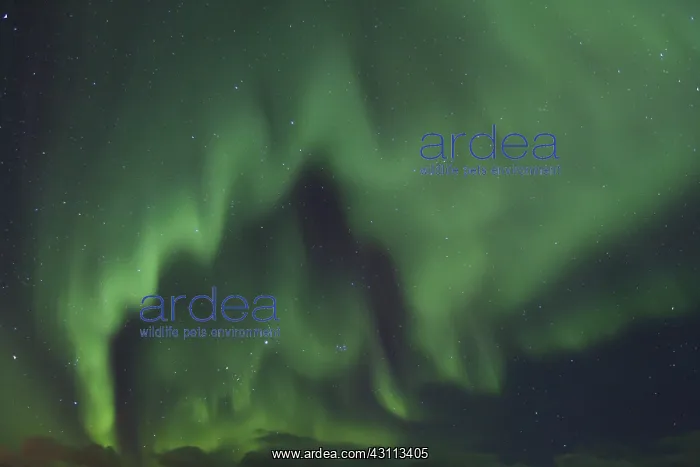 : Northern Lights - Aurora Borealis over the Lofoten - Norway : Northern Lights - Aurora Borealis over the Lofoten - Norway