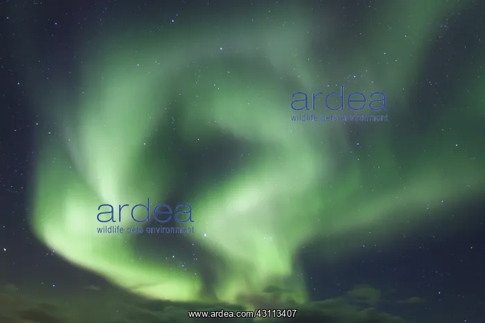 : Northern Lights - Aurora Borealis over the Lofoten - Norway : Northern Lights - Aurora Borealis over the Lofoten - Norway