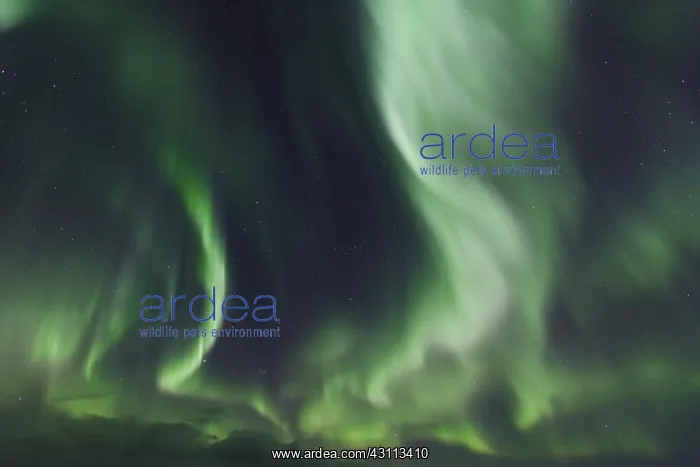 : Northern Lights - Aurora Borealis over the Lofoten - Norway : Northern Lights - Aurora Borealis over the Lofoten - Norway
