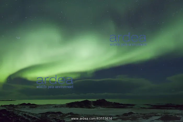 : Northern Lights - Aurora Borealis over the Lofoten - Norway : Northern Lights - Aurora Borealis over the Lofoten - Norway