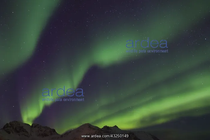 : Northern Lights - Aurora Borealis over the Lofoten - Norway : Northern Lights - Aurora Borealis over the Lofoten - Norway