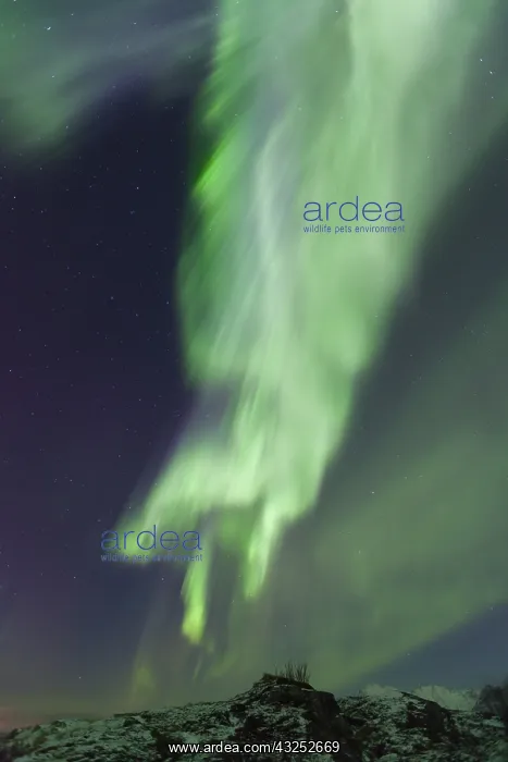 : Northern Lights - Aurora Borealis over the Lofoten - Norway : Northern Lights - Aurora Borealis over the Lofoten - Norway