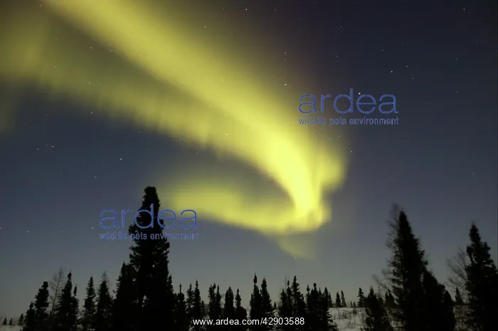 : Northern lights / Aurora borealis - in night sky : Northern lights / Aurora borealis - in night sky