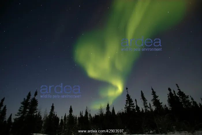 : Northern lights / Aurora borealis - in night sky : Northern lights / Aurora borealis - in night sky