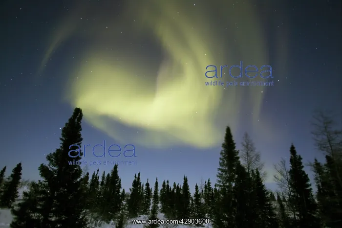 : Northern lights / Aurora borealis - in night sky : Northern lights / Aurora borealis - in night sky