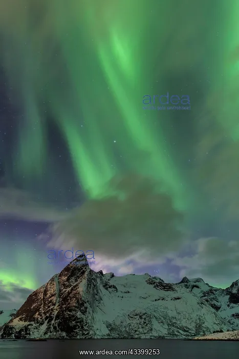 : Northern Lights or Aurora Borealis over Reinefjord : Northern Lights or Aurora Borealis over Reinefjord