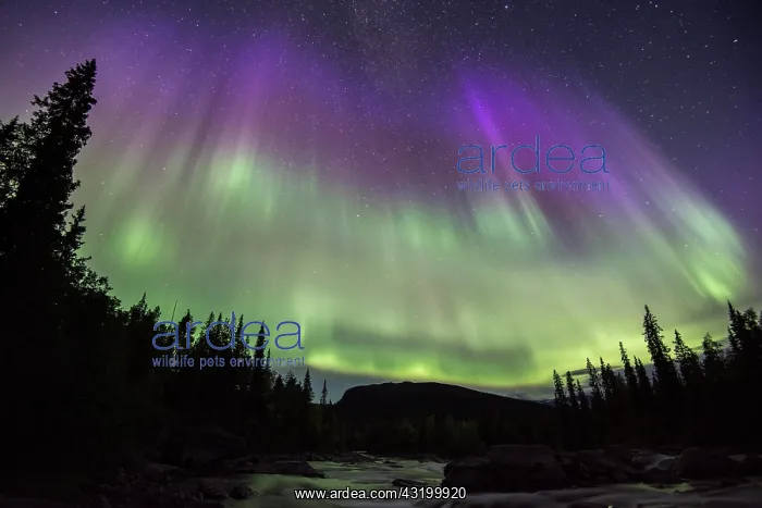 : Northern Lights or Aurora Borealis over the river : Northern Lights or Aurora Borealis over the river