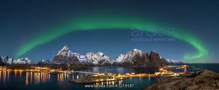 : Northern Lights or Aurora Borealis over Sakris&, xe6086e;d : Northern Lights or Aurora Borealis over Sakris&, xe6086e;d