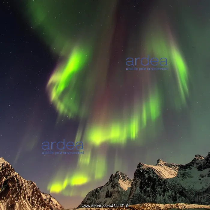 : Northern lights (Aurora borealis), sea, mountains : Northern lights (Aurora borealis), sea, mountains