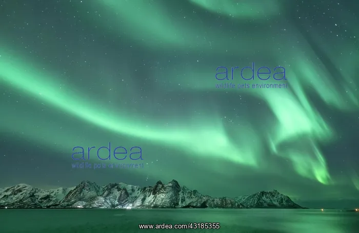 : Northern Lights (Aurora borealis) in front of snow-covered : Northern Lights (Aurora borealis) in front of snow-covered