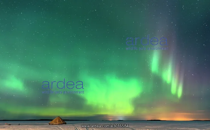 : Northern Lights / Aurora borealis with traditional : Northern Lights / Aurora borealis with traditional