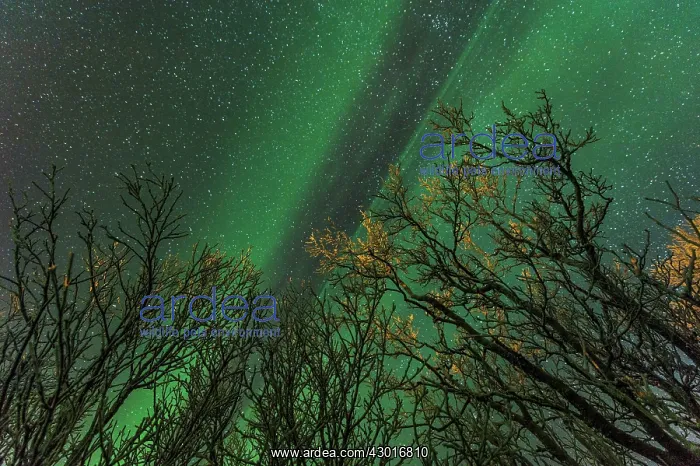 : Northern Lights / Aurora Borealis with trees : Northern Lights / Aurora Borealis with trees