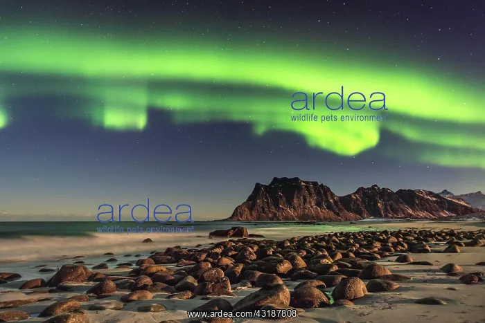 : Northern lights (Aurora borealis) in winter Scandinavian : Northern lights (Aurora borealis) in winter Scandinavian