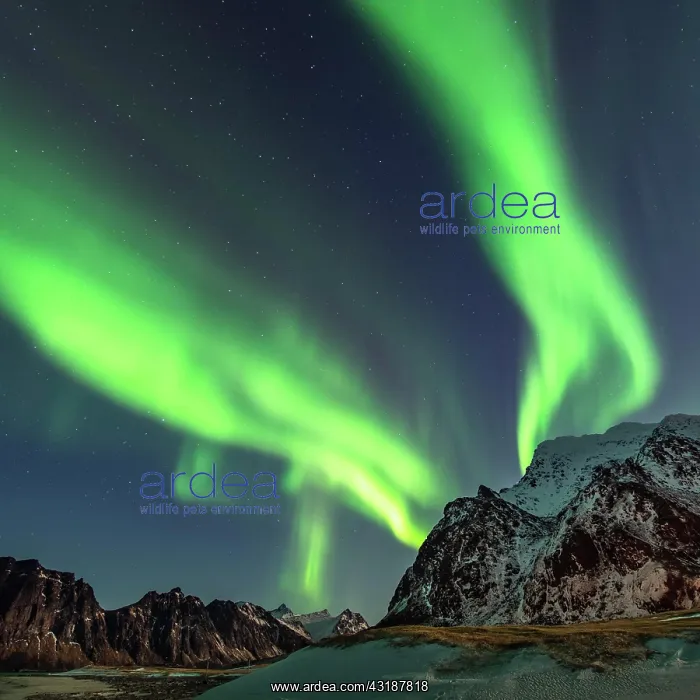: Northern lights (Aurora borealis) in winter Scandinavian : Northern lights (Aurora borealis) in winter Scandinavian