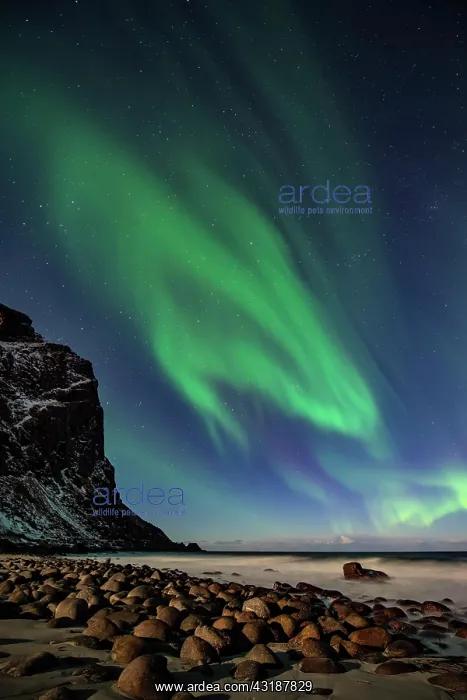 : Northern lights (Aurora borealis) in winter Scandinavian : Northern lights (Aurora borealis) in winter Scandinavian
