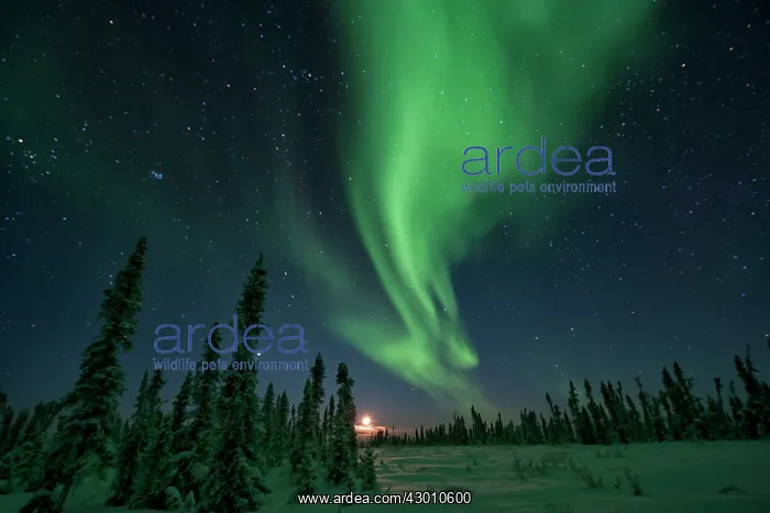 : Northern Lights Black Spruce Boreal Forest, Eagle : Northern Lights Black Spruce Boreal Forest, Eagle