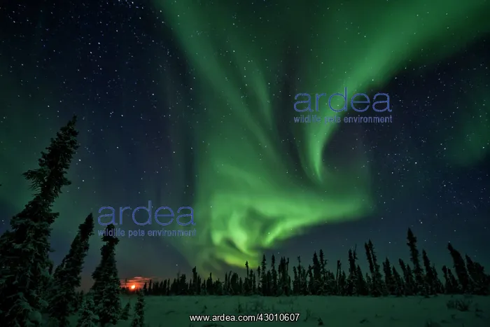 : Northern Lights Black Spruce Boreal Forest, Eagle : Northern Lights Black Spruce Boreal Forest, Eagle