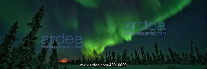 : Northern Lights Black Spruce Boreal Forest, Eagle : Northern Lights Black Spruce Boreal Forest, Eagle
