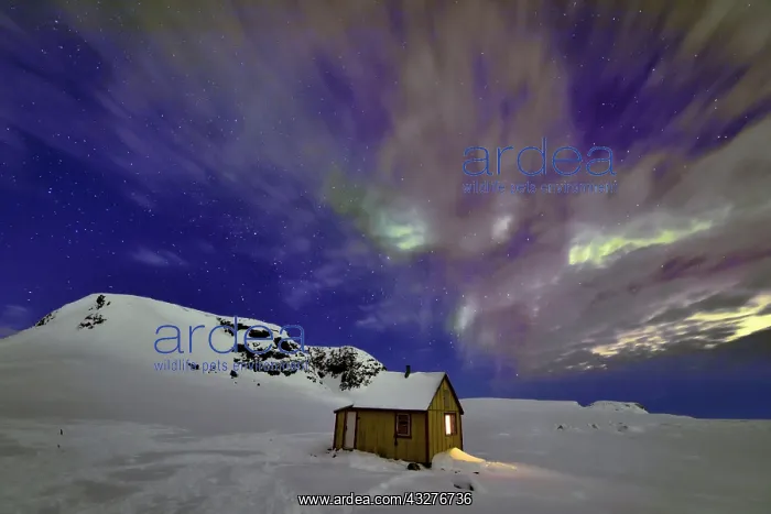 : Northern Lights on Cape Swainson, North East Coast : Northern Lights on Cape Swainson, North East Coast