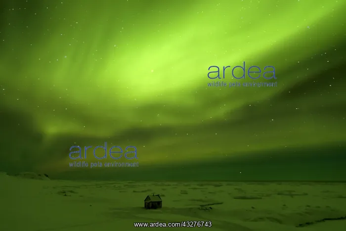 : Northern Lights on Cape Swainson, North East Coast : Northern Lights on Cape Swainson, North East Coast
