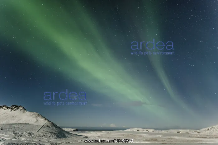 : Northern Lights, Close to Vik, Ring Road : Northern Lights, Close to Vik, Ring Road