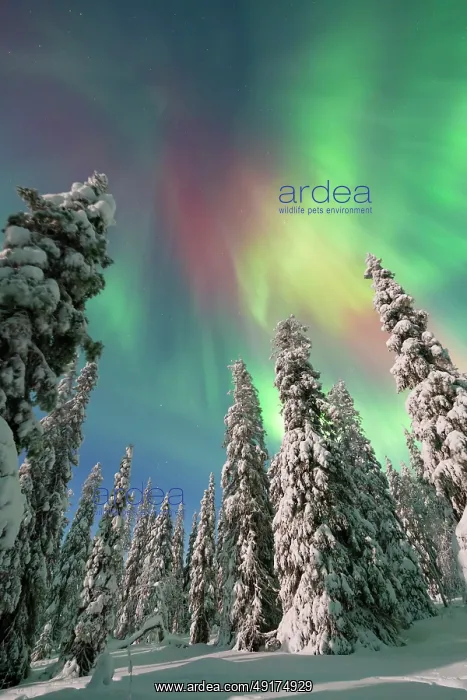 : Northern lights Finland : Northern lights Finland