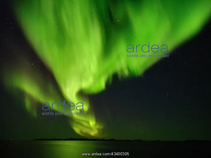 : Northern lights over the fjord Nuup Kangerlua. Nuuk : Northern lights over the fjord Nuup Kangerlua. Nuuk