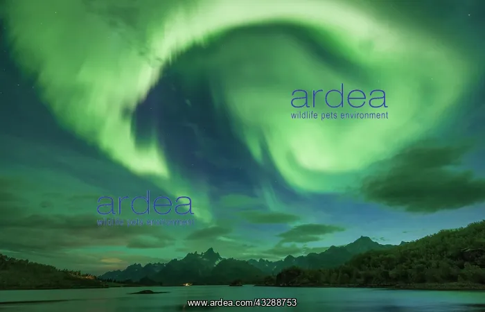 : Northern lights over the fjord, behind them rugged : Northern lights over the fjord, behind them rugged