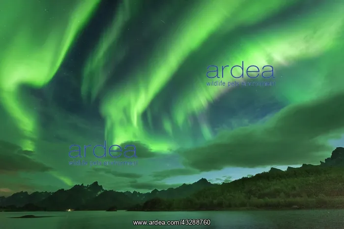 : Northern lights over the fjord, behind them rugged : Northern lights over the fjord, behind them rugged