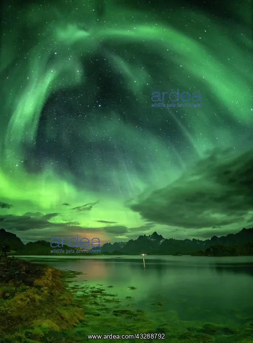 : Northern lights over the fjord, behind them rugged : Northern lights over the fjord, behind them rugged