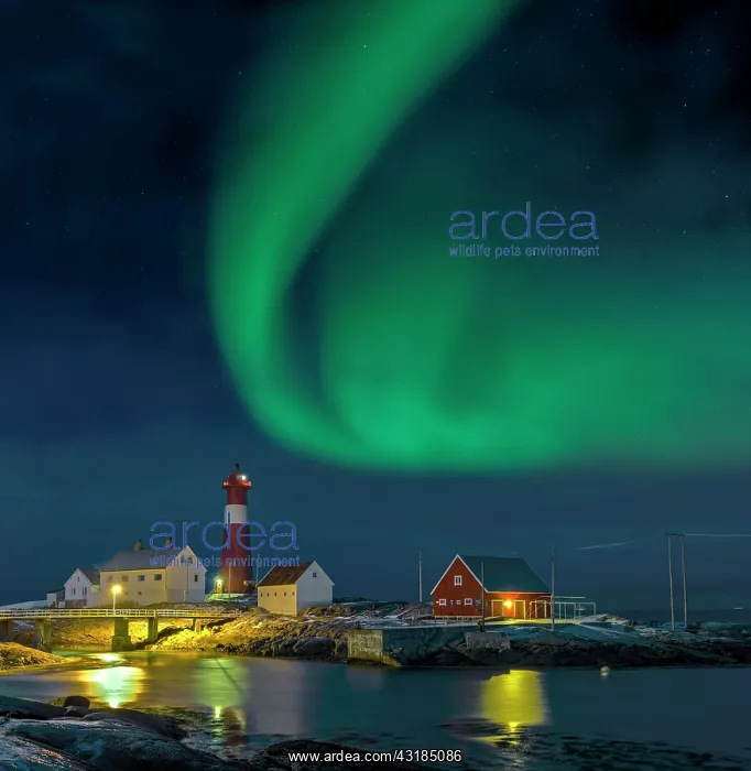 : Northern lights Hamaroy lighthouse in Norway : Northern lights Hamaroy lighthouse in Norway
