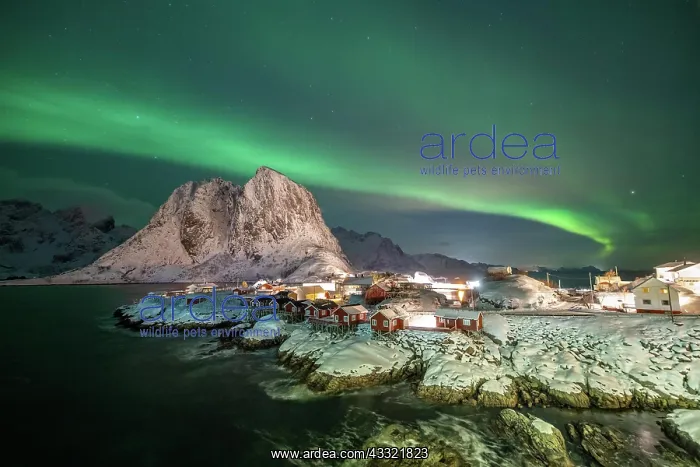 : Northern lights over Hamnoy rorbu cabins, snowy : Northern lights over Hamnoy rorbu cabins, snowy