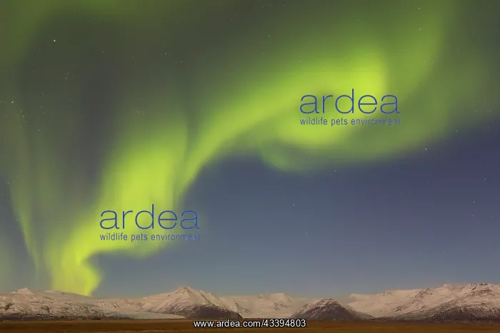 : Northern Lights Iceland : Northern Lights Iceland