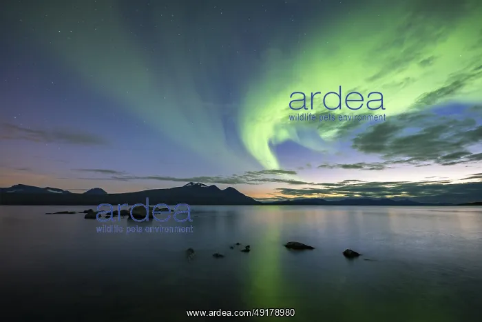 : Northern Lights over Lake Akkajaure and Akka mountain range : Northern Lights over Lake Akkajaure and Akka mountain range