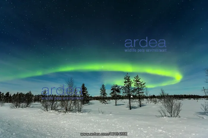 : Northern Lights, near Inari, Finland, Europe : Northern Lights, near Inari, Finland, Europe