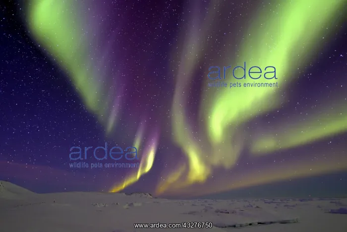 : Northern Lights, North East Coast Greenland : Northern Lights, North East Coast Greenland