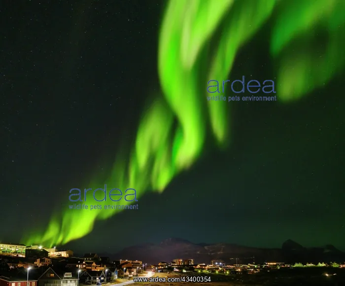 : Northern lights over Nuuk. Nuuk the capital of Greenland : Northern lights over Nuuk. Nuuk the capital of Greenland