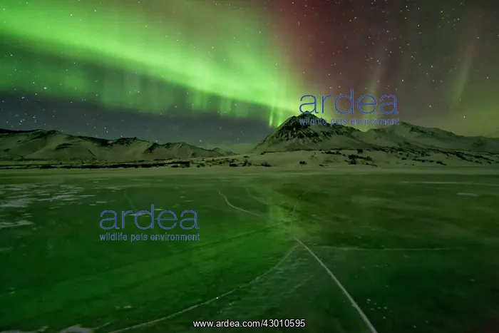: Northern Lights Ogilivie Mountains in the background : Northern Lights Ogilivie Mountains in the background