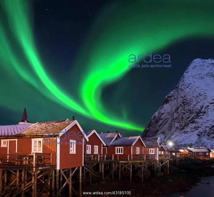 : Northern Lights in Pure Historic Fishing Lofoten : Northern Lights in Pure Historic Fishing Lofoten