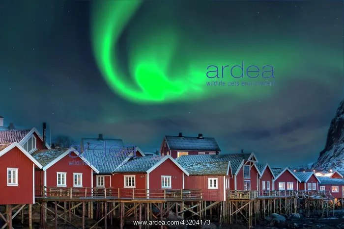 : Northern Lights in Pure Historic Fishing Lofoten : Northern Lights in Pure Historic Fishing Lofoten