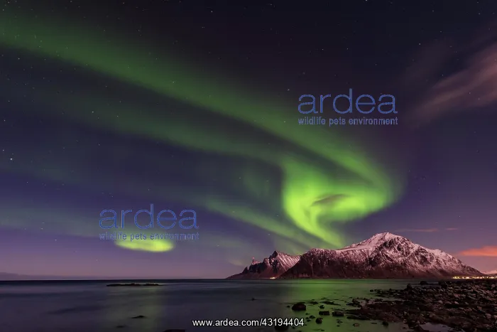 : Northern lights over Ramberg, Lofoten, Norway, Europe : Northern lights over Ramberg, Lofoten, Norway, Europe